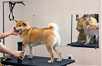 Интерьер частной ветеринарной клиники с центром реабилитации животных - фото 72 из 87